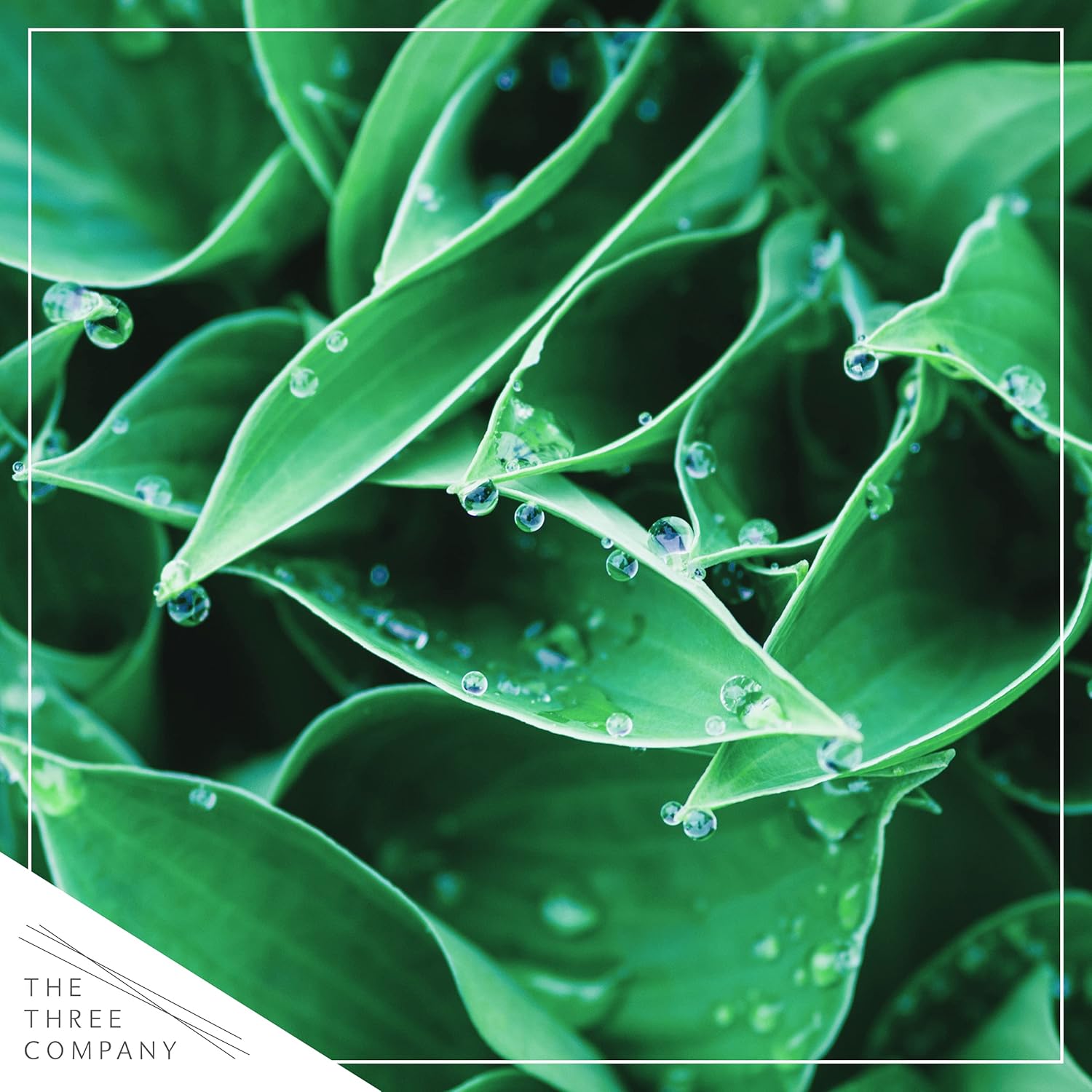 Live Perennial Hosta - Assorted Varieties (3 Plants Per Pack) Beautiful Accent Plant, 10" Tall by 4" Wide in 1 Qt Pot