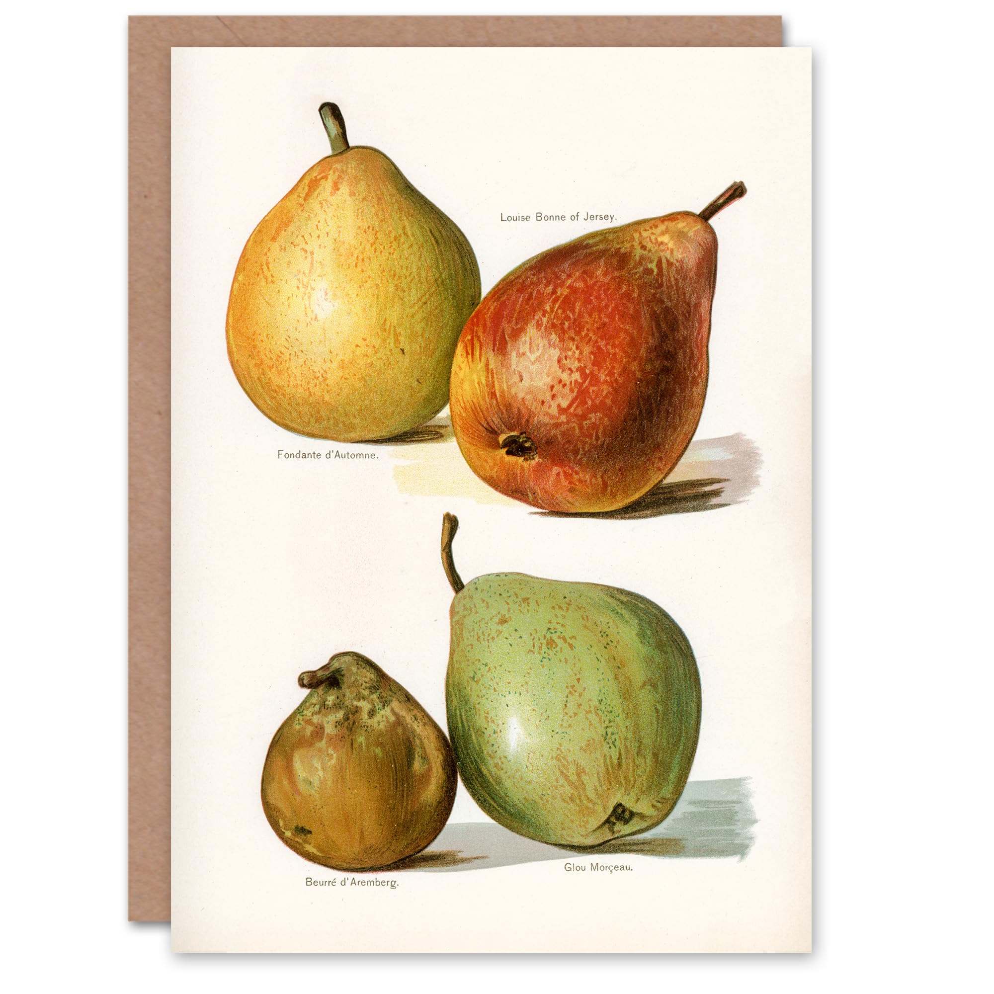Artery8 John Wright Art Card Four Pear Varieties Vintage Illustration