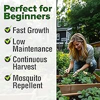 Vista 138 de HOME GROWN Más de 1000 semillas de cilantro para plantar en interiores o exteriores, hierbas tradicionales sin OMG, semillas de plantas de cilantro