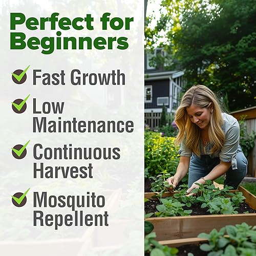 Miniatura 4 de HOME GROWN Semillas de Bálsamo de Limón  806 semillas autóctonas sin transgénicos para plantar  Hierba Melissa officinalis para té, jardín, cultivo