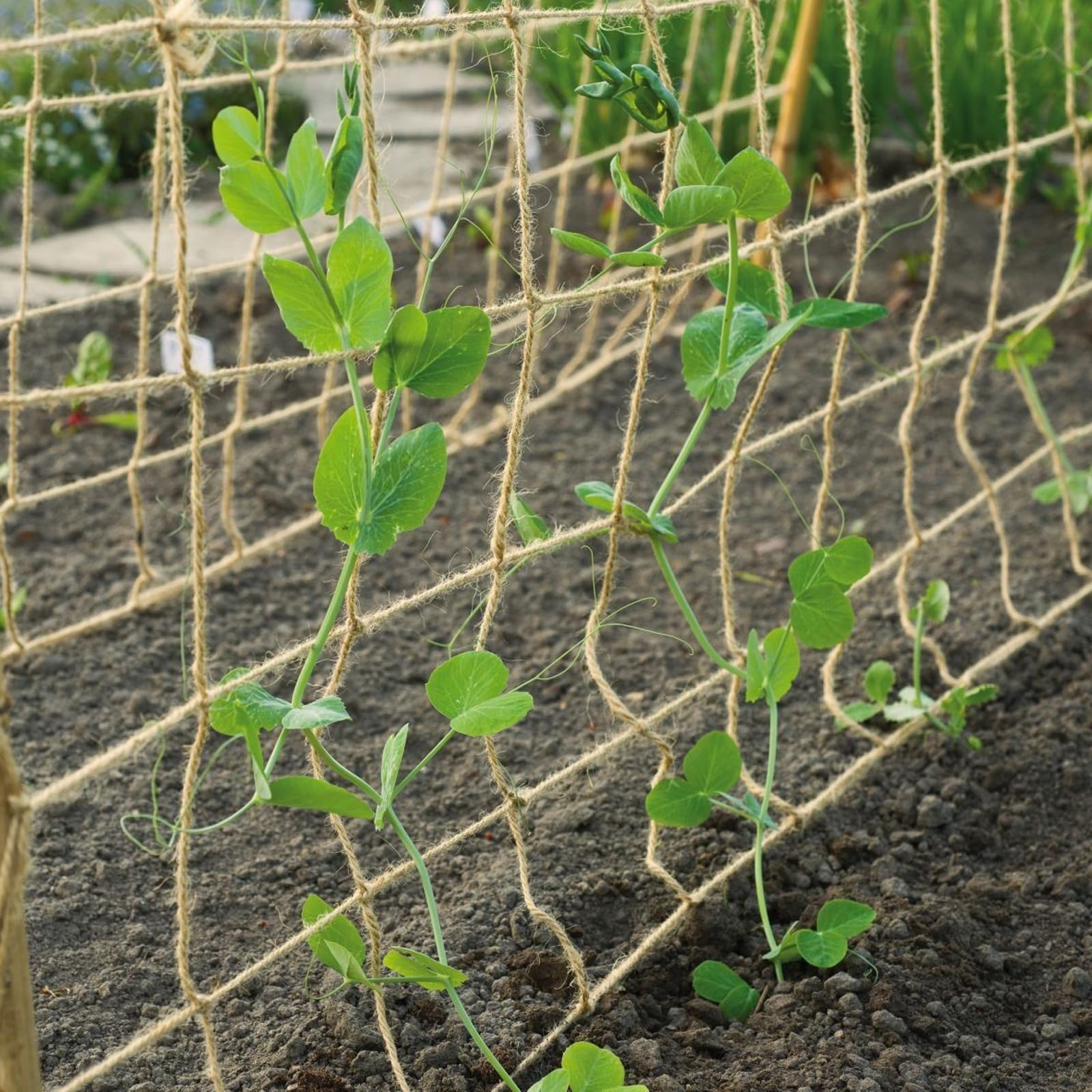 Rope Trellis Wire Trellis Kits Stainless Steel Cable Trellis | S3i