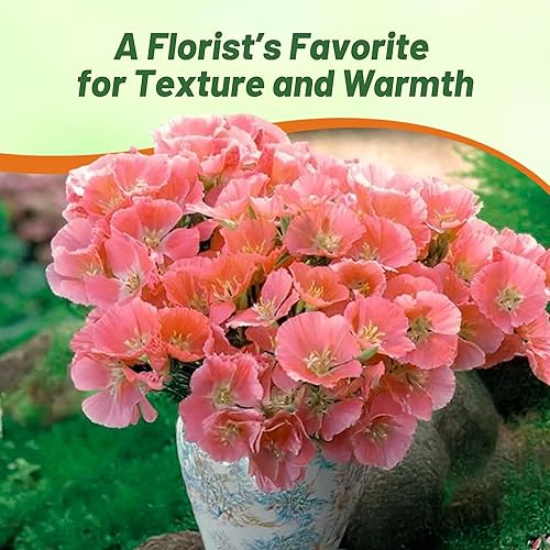 Miniatura 6 de Outsidepride 5000 semillas anuales Godetia Orange Glory Flower Seeds para plantar