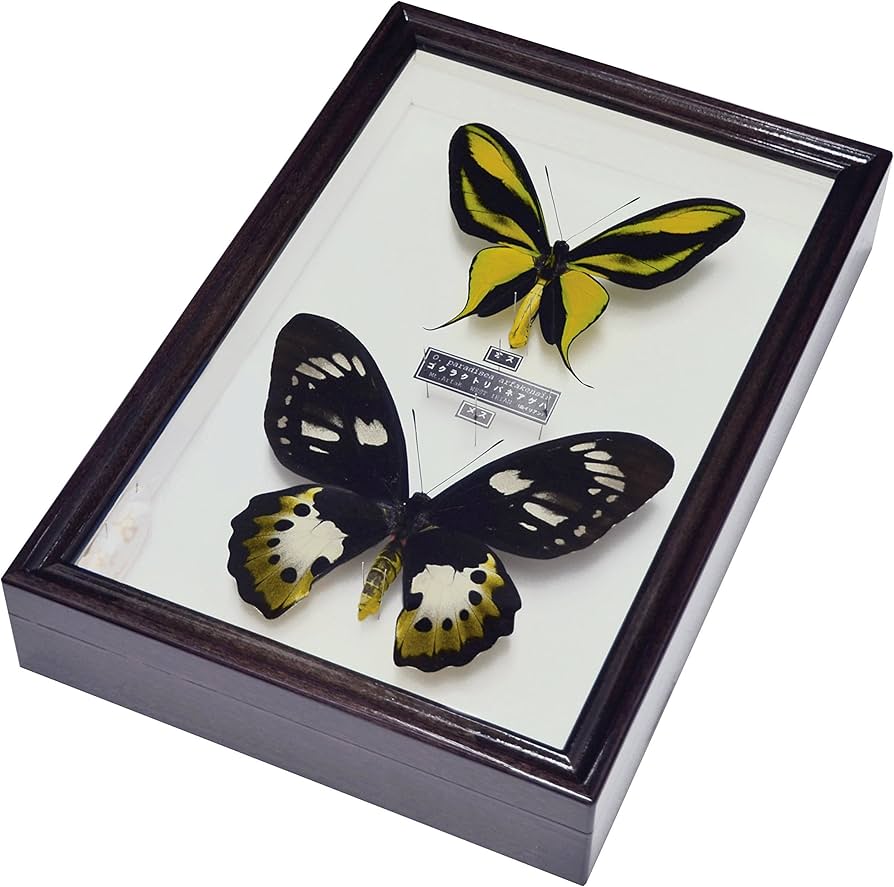 ゴクラクトリバネアゲハ♂♀