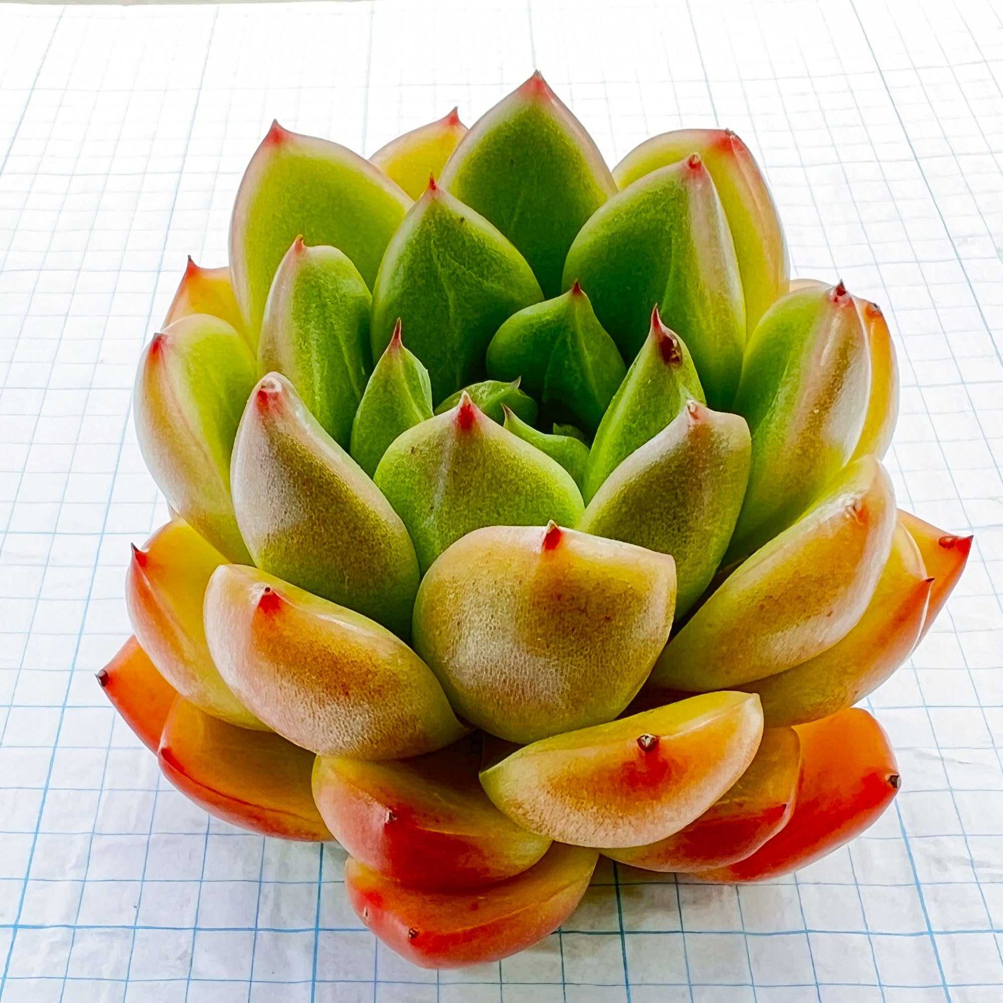 Amazon.co.jp: 【Succute】エケベリア クリアスカイジェニー Echeveria