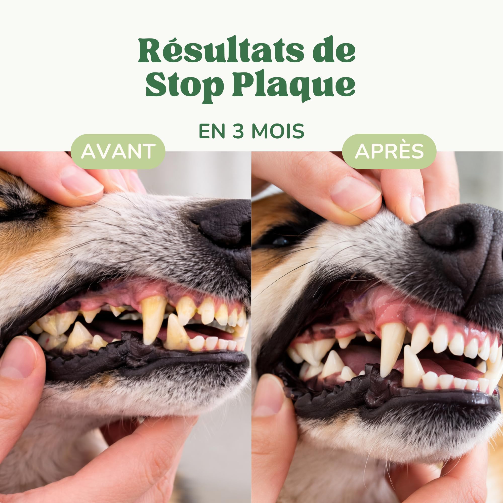 Poudre Anti Mauvaise Haleine Chien et Chat avec Algues Kelp et Chlorophylline, Remède Naturel Anti Tartre Chien et pour Réduire la Plaque Dentaire, Alternative au Dentifrice