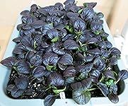 Review Image by Judy L. Judy L.