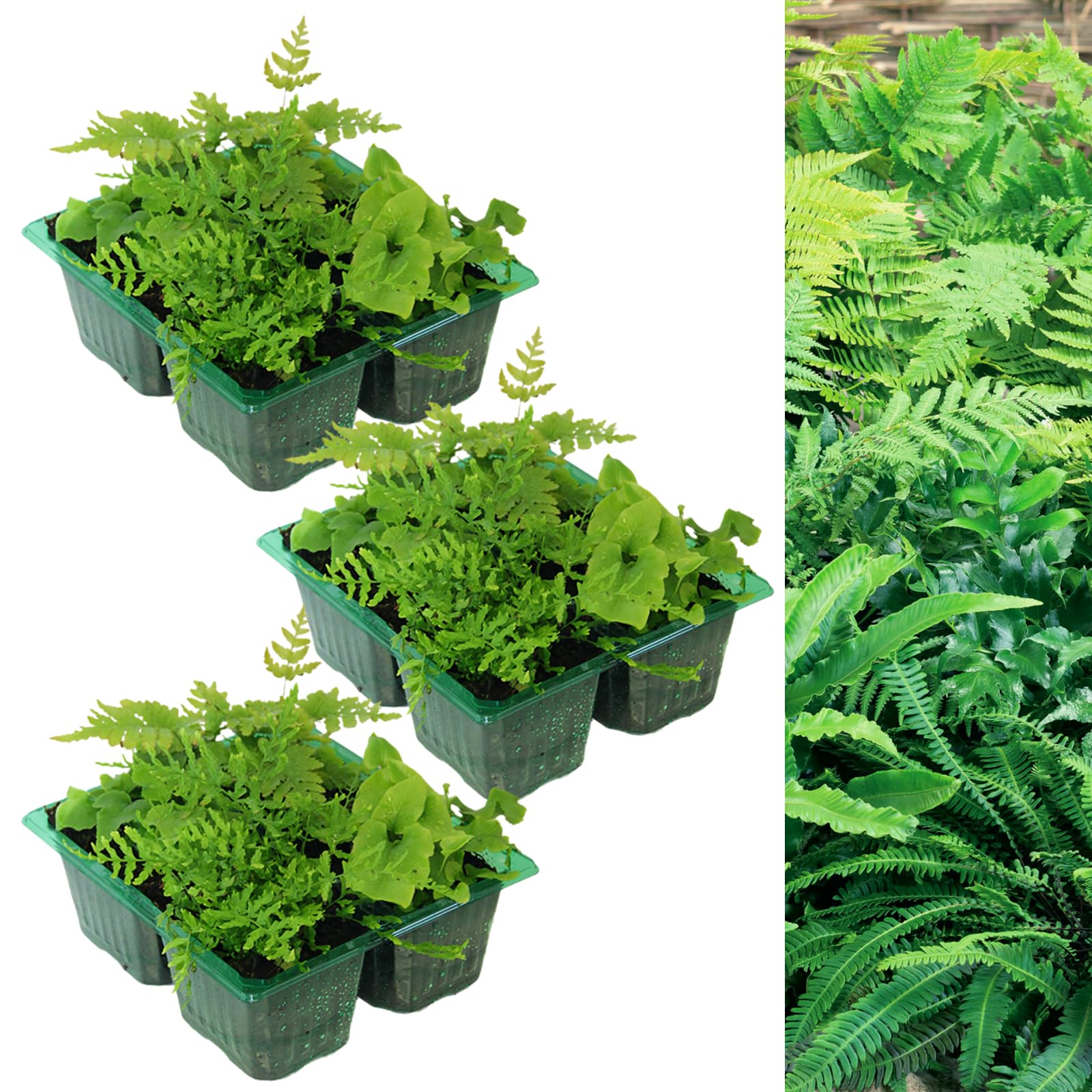 Carbeth Plants - 12 x Hardy Fern Plant Mix - Mixed Evergreen Outdoor Ferns - Shade Loving Plants Garden Ready - Ideal for Rockeries, Containers and Pots (3 Packs - 12 Plants)