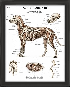 Posterizer - Dog Anatomy Wall Art, Canis Familiaris Veterinary Poster, Vintage Medical Dog Anatomical Print, Vet Clinic Decor, Animal Hospital Exam Room Artwork, Canine Anatomy Office Poster- 8x10 Unframed