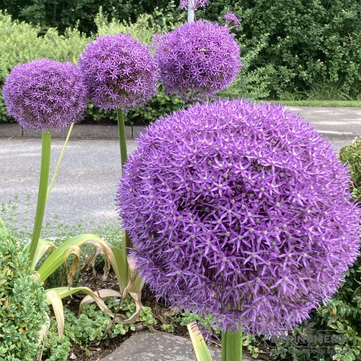 Blumenzwiebeln Alliumzwiebeln Allium Globemaster Riesenball (25 Zwiebeln)