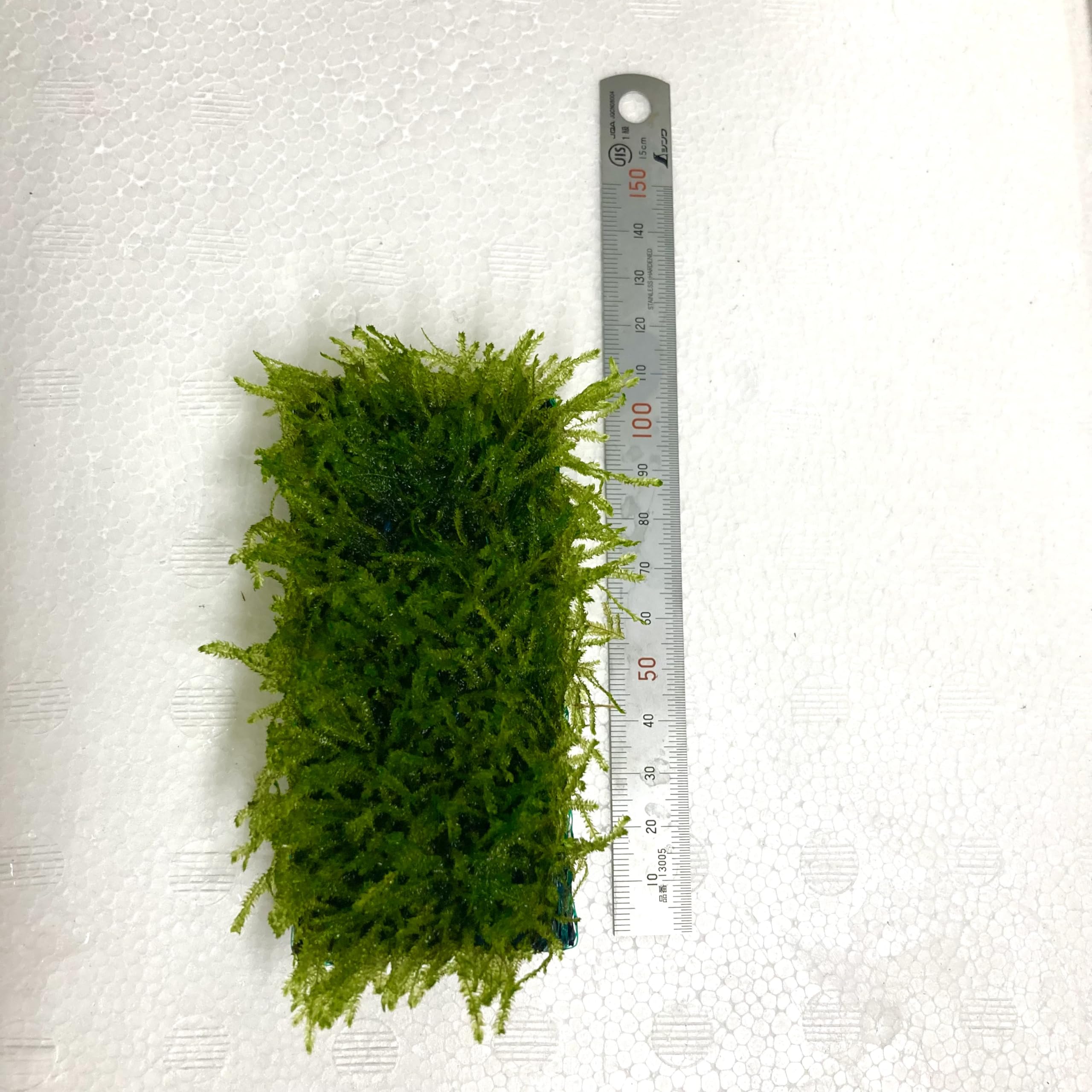 Amazon | 1個 水草【農薬不使用】ウィローモスマット レギュラーサイズ