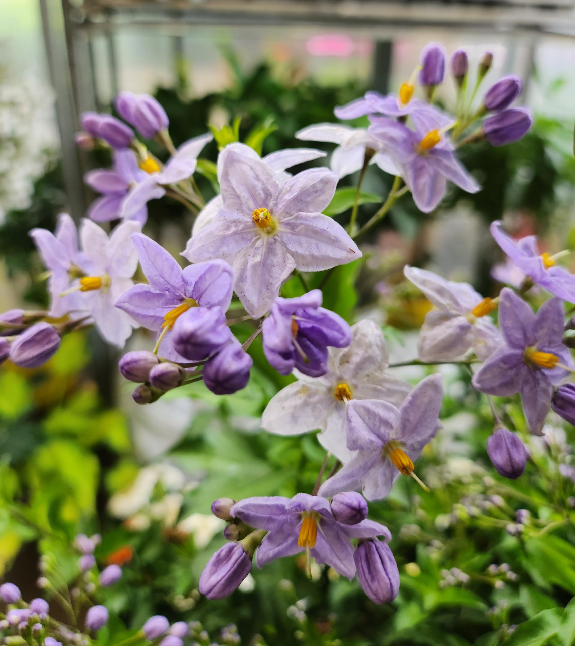 POWERS TO FLOWERS - SOLANUM JASMINOIDES A FIORE AZZURRO, GELSOMINO, 3PIANTE, vaso 14cm, piante vere