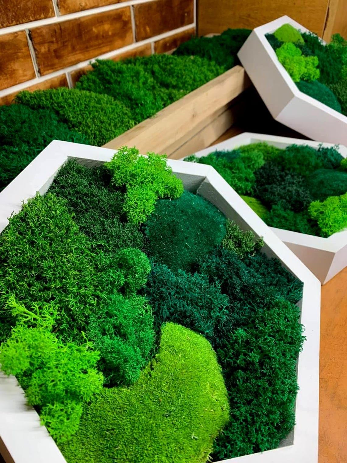 Moss Hexagons