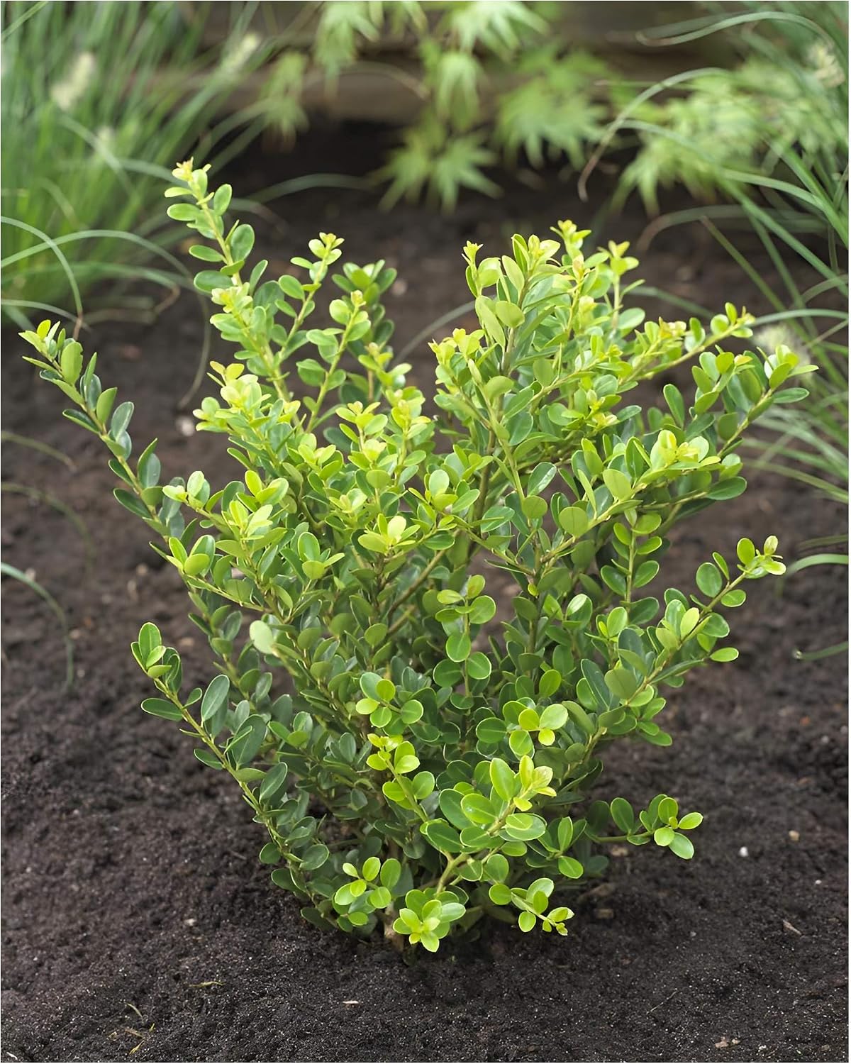 100 x Ilex crenata Green Hedge Spoon Ilex 10/15 cm Height Box Buxus Replacement Immergr ner Buchsbaum-Ersatz f r Sonne bis Schatten mehrj hrig schnittvertr glich 9x9 cm Topf