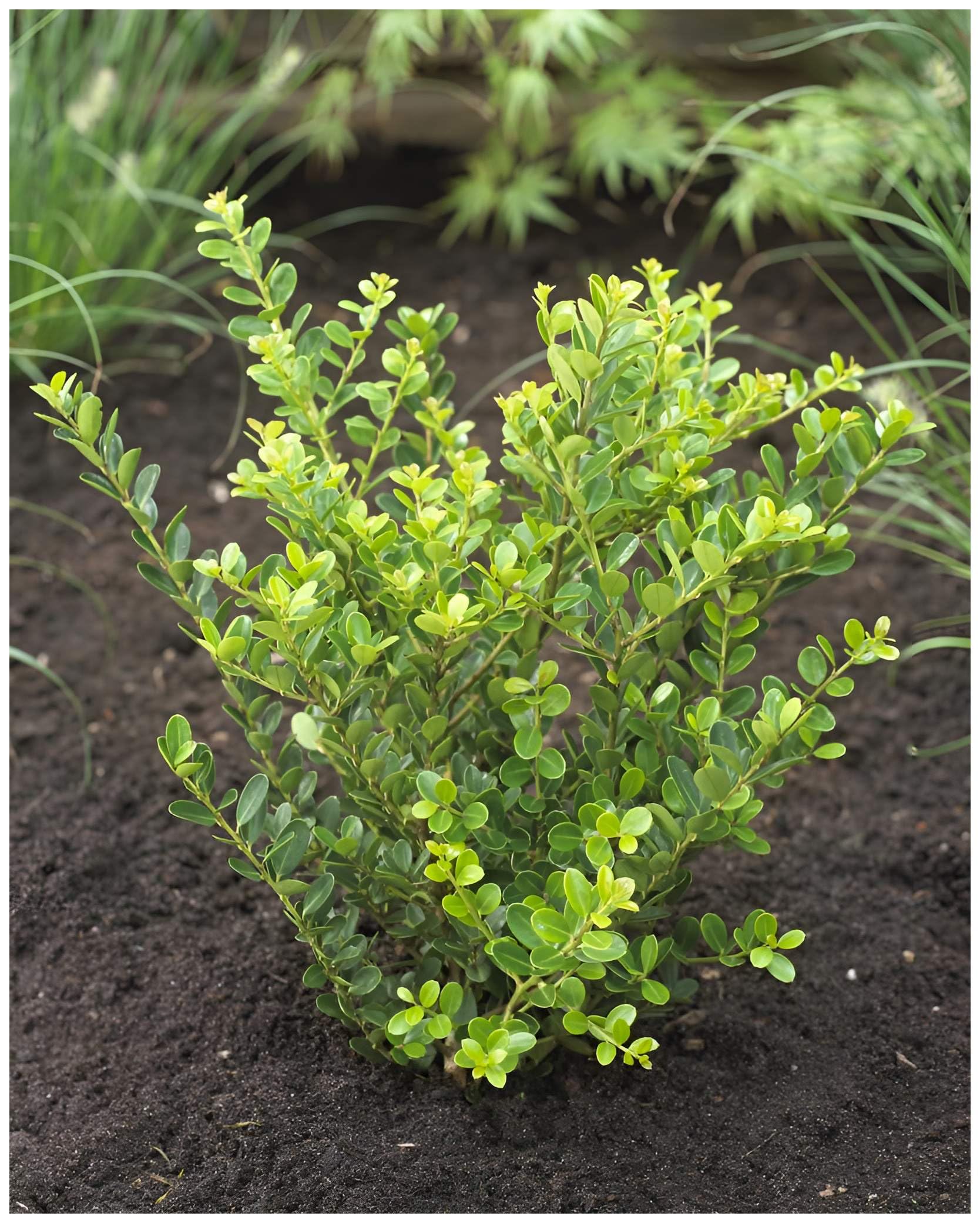 Stauden Gnge 10 x Ilex crenata 'Green Hedge' (Buchsbaum  Ersatz/Immergrn/Winterhart/Mehrjhrig) Japanische Stechpalme - Die  perfekte grne Hecke fr Ihren Garten - Top fr Hecken : Amazon.de: Garten