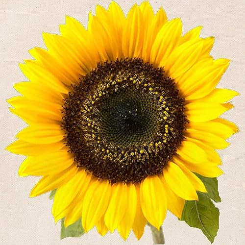 Miniatura 2 de CafePress Bolsa de asas de girasol Bolsa de asas de lona natural, bolsa de compras reutilizable, Caqui