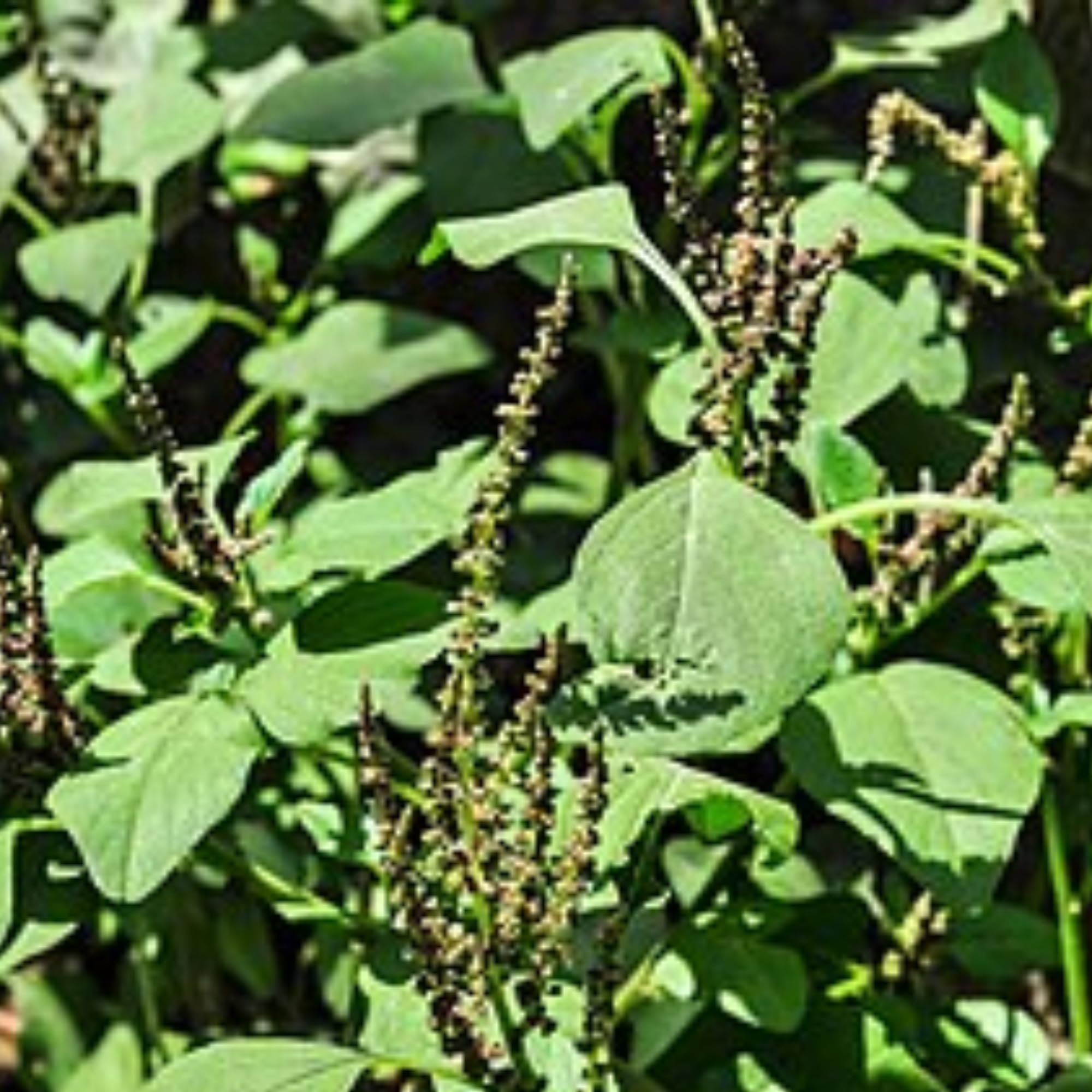 Gachwala Amaranthus Viridis Seeds/Punka Saag Seed | পুনকা শাক | White Kosala - Desi Rare Saag -leafy Greens Vegetable - Pack of 100 seeds (B0CMV3RW1Y) Amazon Price History, Amazon Price Tracker