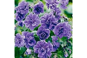QAUZUY GARDEN Rare Double Purple Geraniums Plants