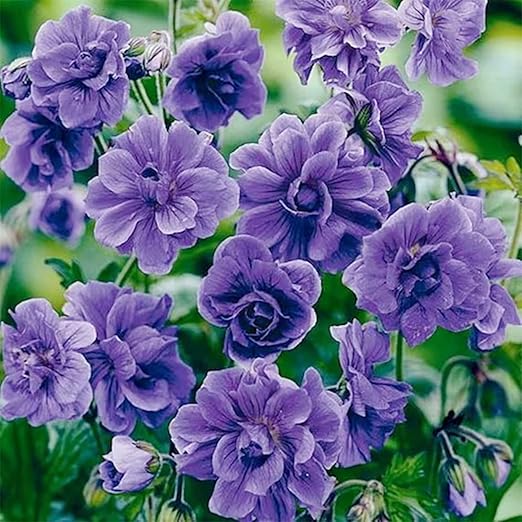 Amazon.com : QAUZUY GARDEN 10 Rare Double Purple Geraniums Pelargoniums ...