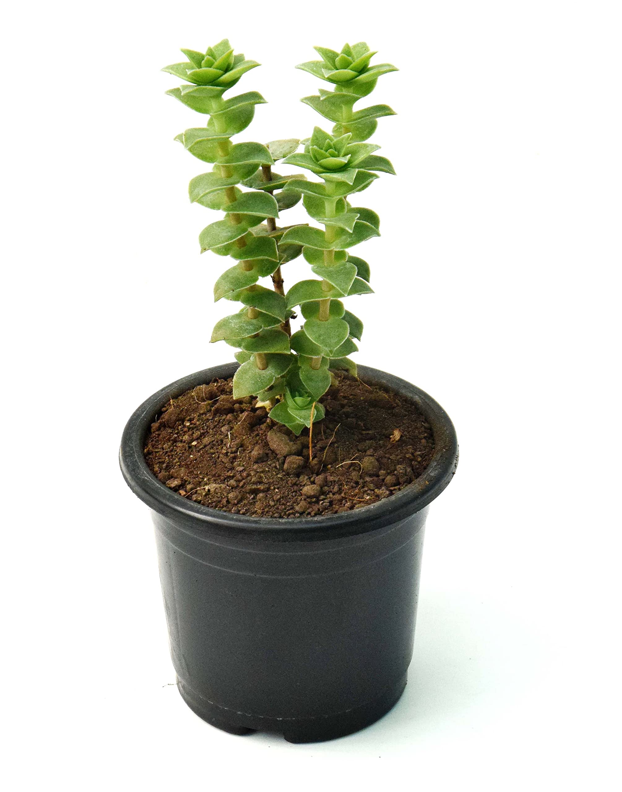 String of buttons (Crassula perforata) By Veryhom-image-38