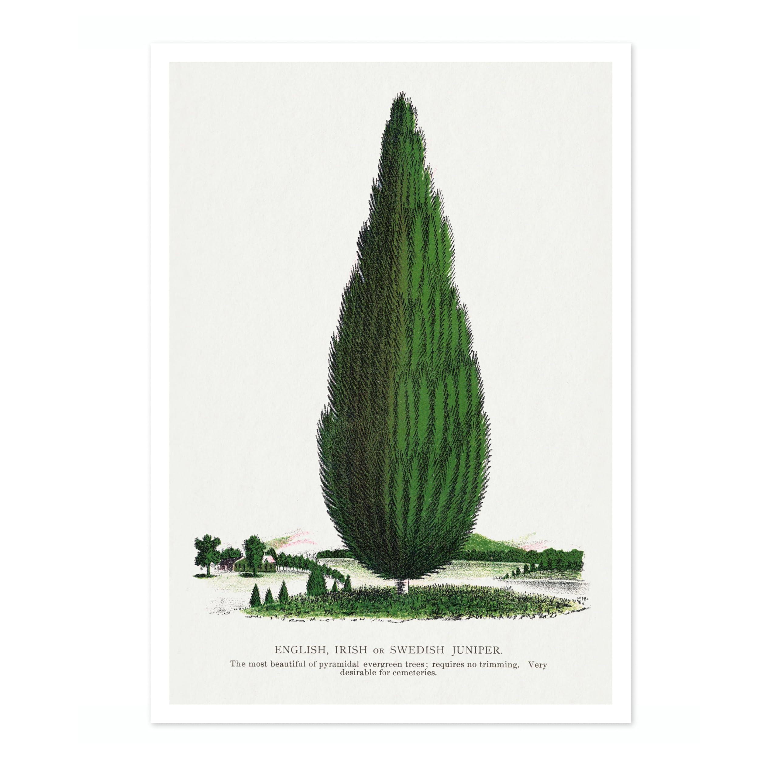 Swedish Juniper Tree Vintage Botanical Tree Poster, Nature Home Decor Wall Art, Retro Encyclopedia Illustration, Archival Matte, A5 (Print Only) - 21x14.8cm