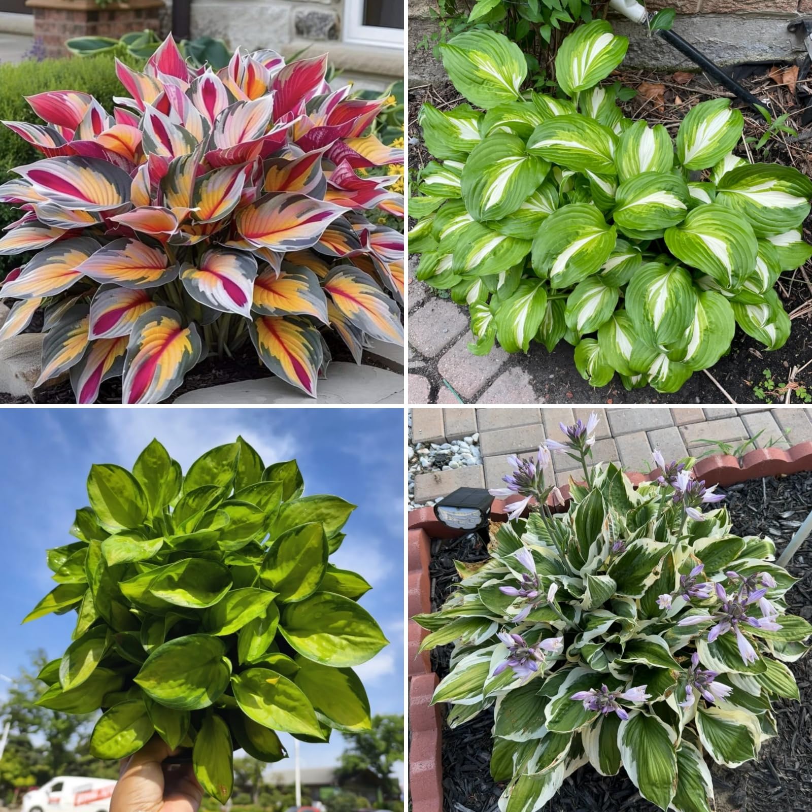 (HGJKYTFCDG Hosta Bulbs Mix Plant Root Excellent Display Indoor Perennial Balcony Garden Bulbs Can Be Potted-8bulbs-F