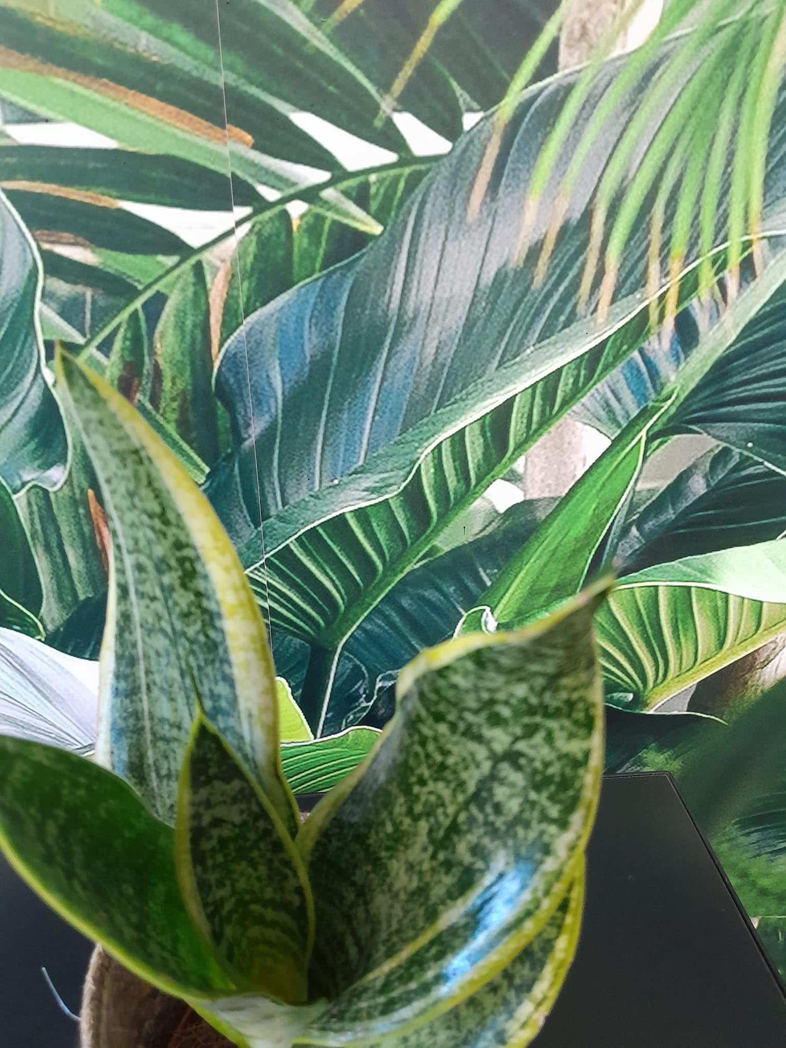 Sansevieria trifasciata Futura Superba ca. 30 cm im Korbübertopf -  Zimmerpflanze - eine der pflegeleichtesten Pflanzen überhaupt - reinigt  Raumluft : ...