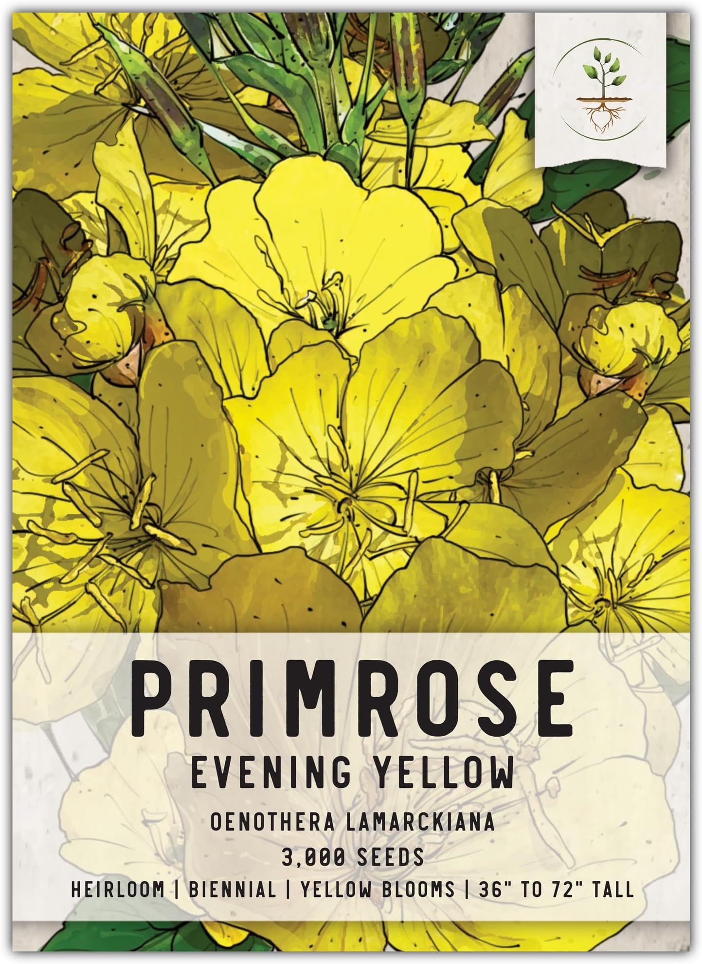 Seed Needs, Seed Needs, Yellow Evening Primrose Seeds - 1,000 Heriloom Seeds for Planting Oenothera lamarckiana - Biennial Wildflowers to Grow a Butterfly Garden (1 Pack)