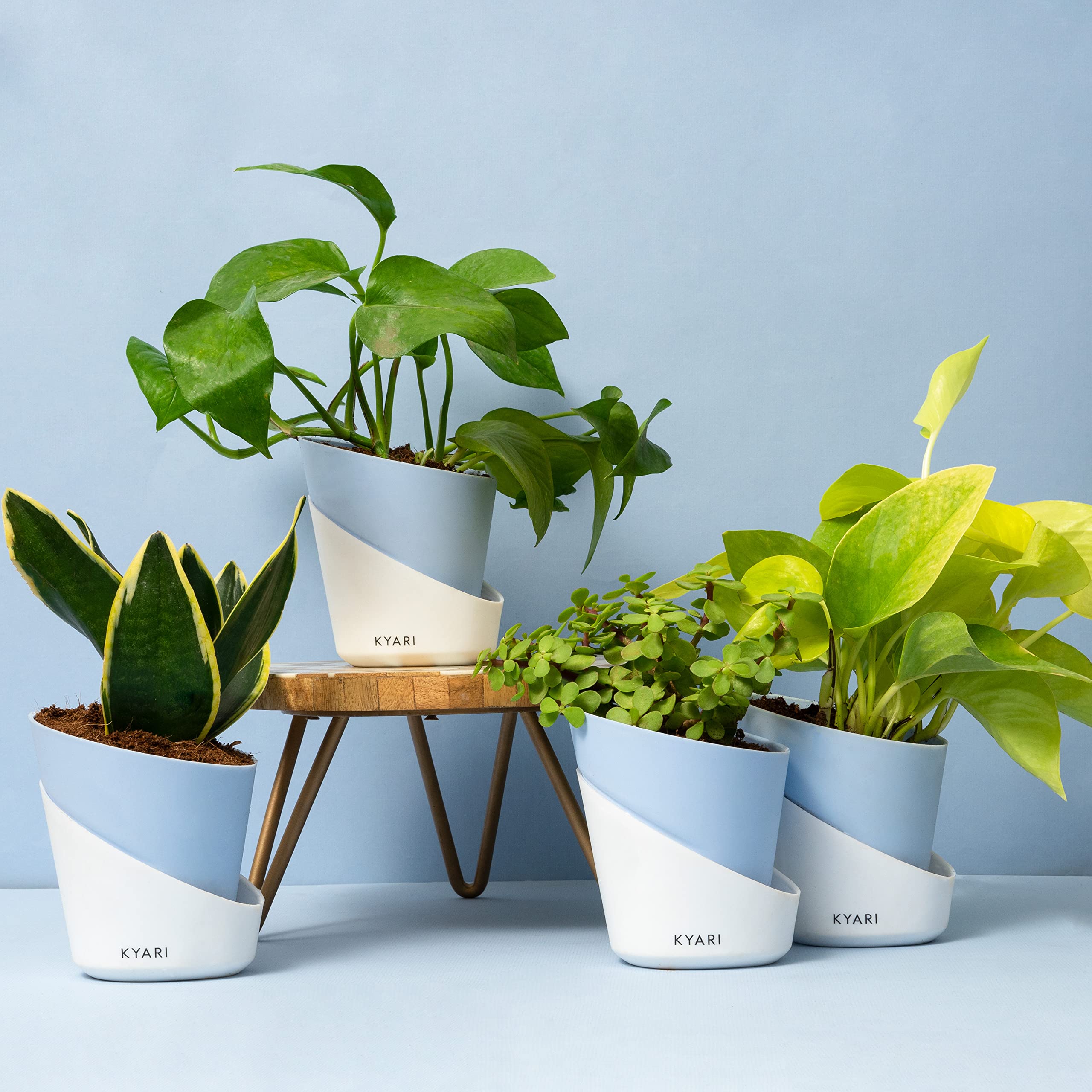 KYARI Money Variegated, Golden Money, Golden Snake & Jade Combo of 4 Indoor Plants for Living Room | Live Plants | Plants with Baby Blue Self Watering Pot for Home | Air purifier plants