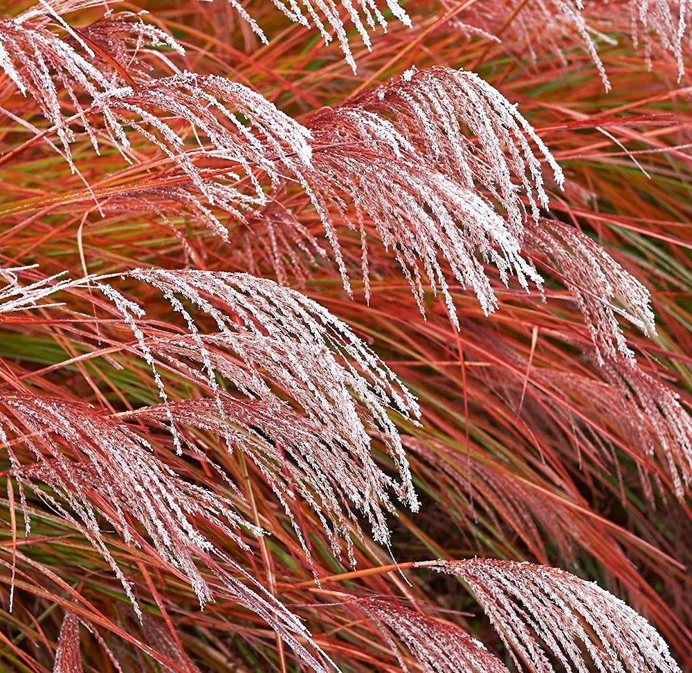 Miscanthus Grass Indian Summer Garden Plant Hardy Shrub Flowering Garden Plants Easy to Grow Your Own 2X 9cm Potted Plant by Thompson and Morgan.