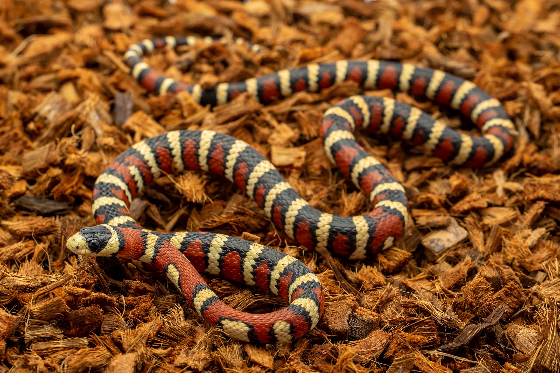 RediChip Pościel dla gadów, luźna, średnia, kokosowa, 36 l, łuska koko, ściółka do siedliska węża, terrarium w kształcie pytona, zbiorników żółwia, obudowy żółwia