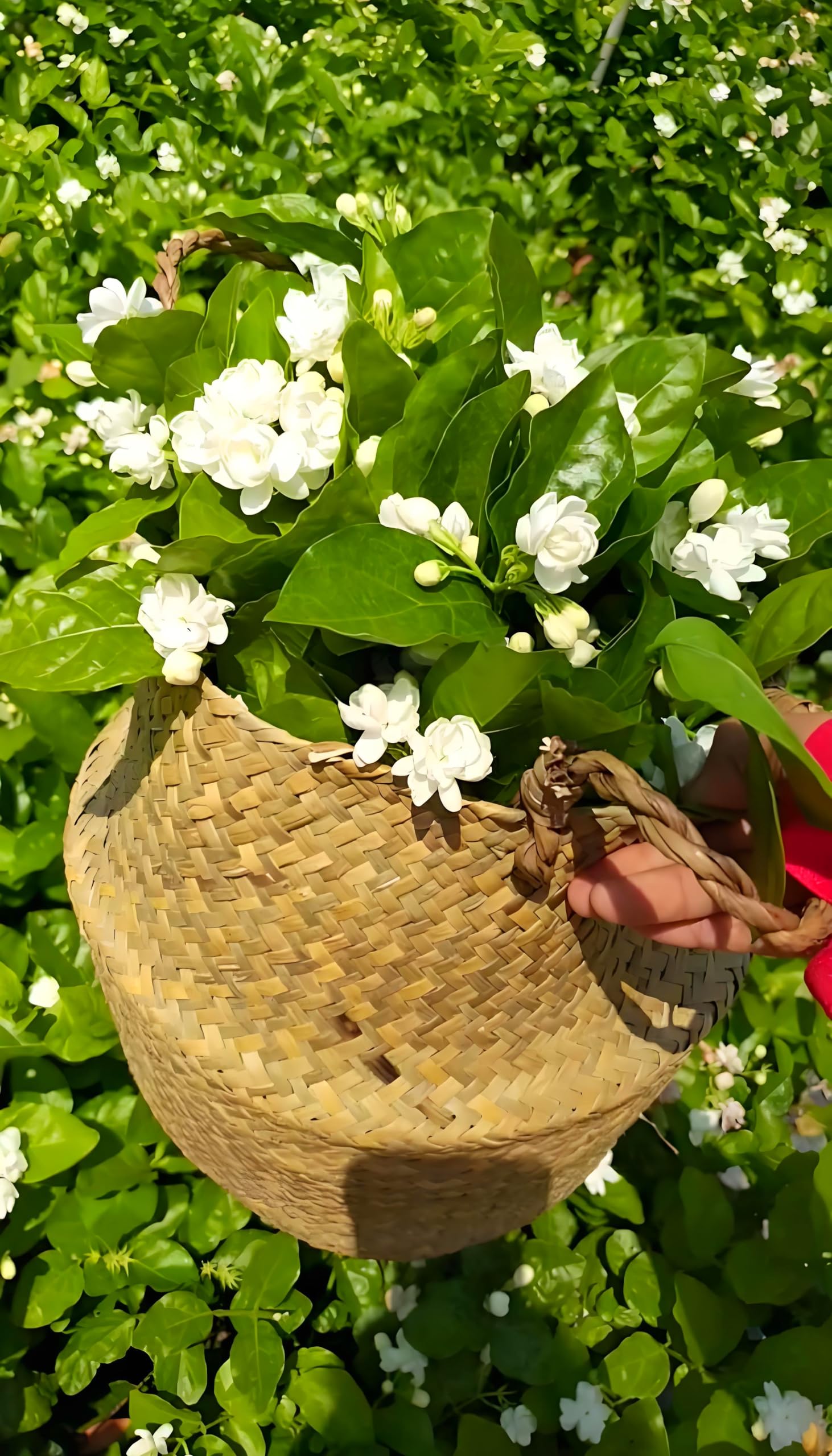 Amazon.com : 50 Pcs Jasmin Seeds for Planting Fragrant Flower
