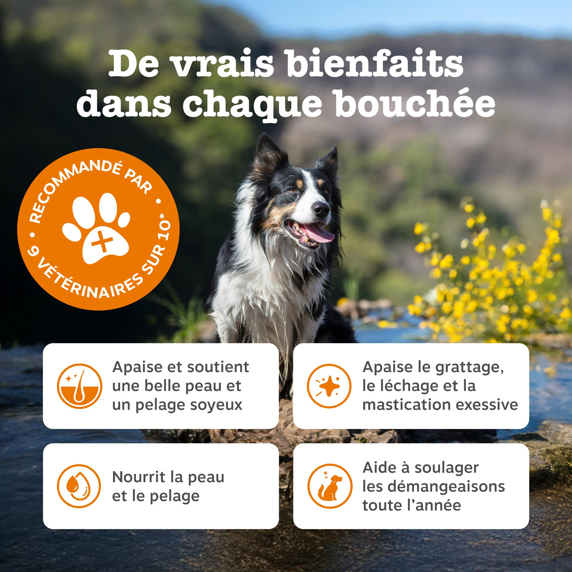Zesty Paws Bouchées Anti-Démangeaisons pour Chien | Apaise Peau, Pattes & Oreilles Irritées | Soutient Immunité, Digestion et Peau | Avec Huile de Saumon & Probiotiques | Usage Quotidien | 90 Bouchées