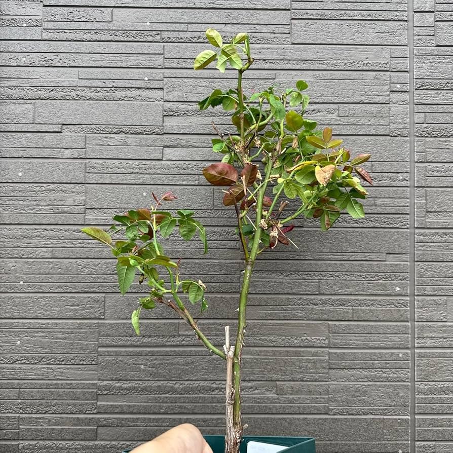 バラ苗　　切り花　8号鉢大苗 THE ROSE SHOP オリジナル8号角鉢 | THE ROSE SHOP｜バラ専門店