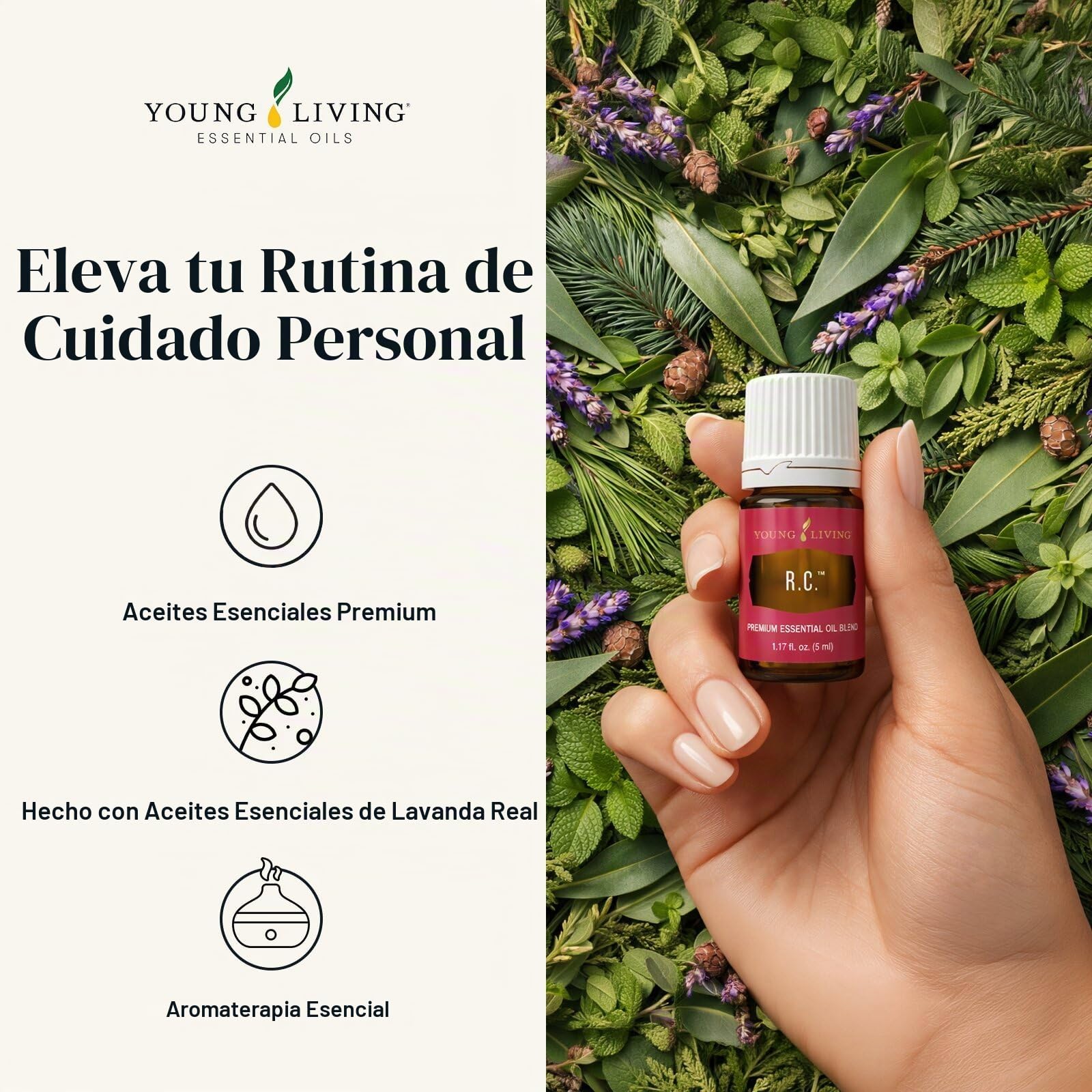 Amazon.com: Young Living R.C. Aceite esencial de alta calidad de