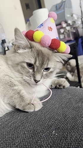 Kattenbandana's van HEMA: perfect voor een fotoshoot met je kat Kattenbandana's van HEMA: perfect voor een fotoshoot met je kat