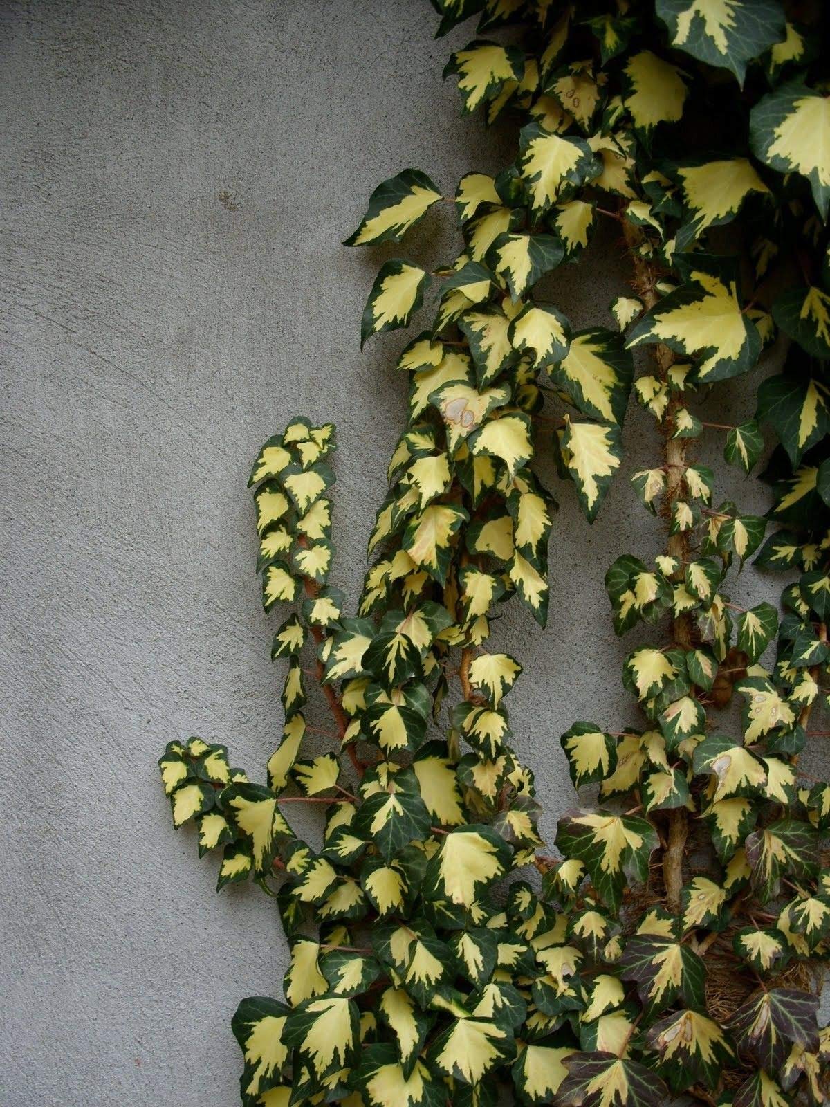 Portal Cool Hedera Helix 'Goldheart':Seeds only : Amazon.sg