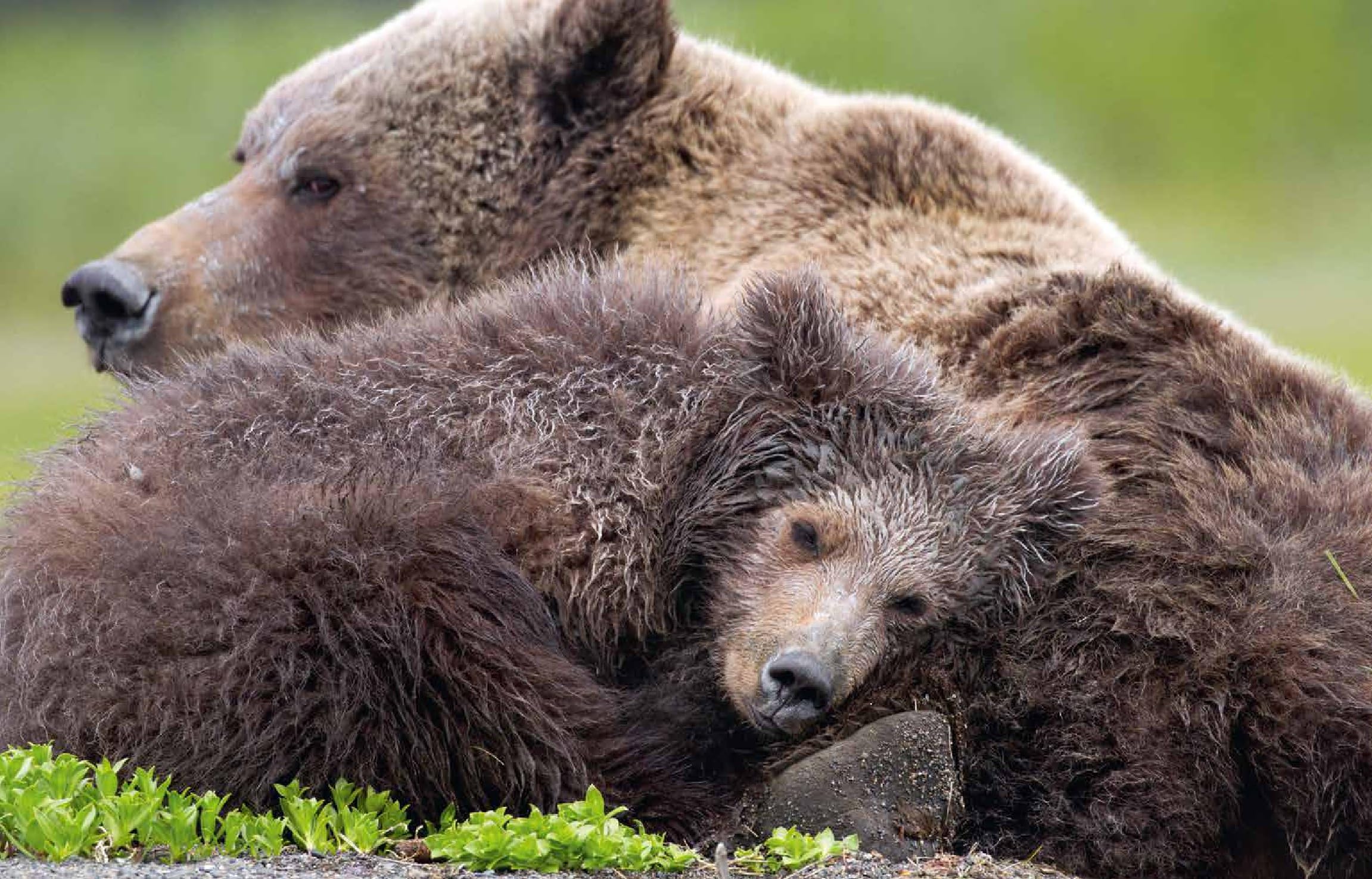 Bärenhunger: Geschichten und Rezepte aus der Wildnis. Einzigartige Einblicke in die Welt der Bären von Bärenforscher Reno Sommerhalder. Mit einem Vorwort von Wolf-Dieter Storl