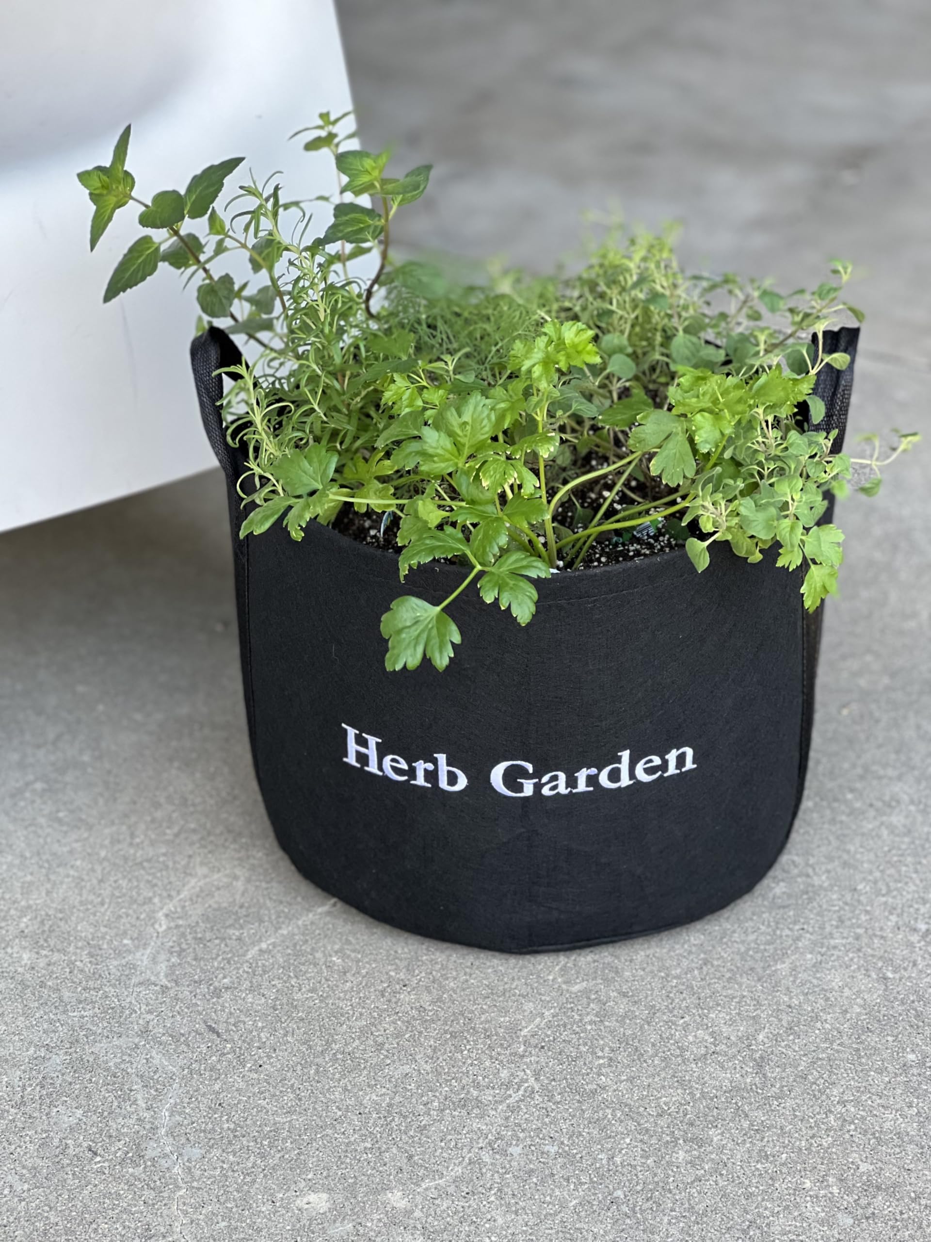 Amazon.com : Gardenuity Patio Herb Garden Kit – Fully Rooted Live