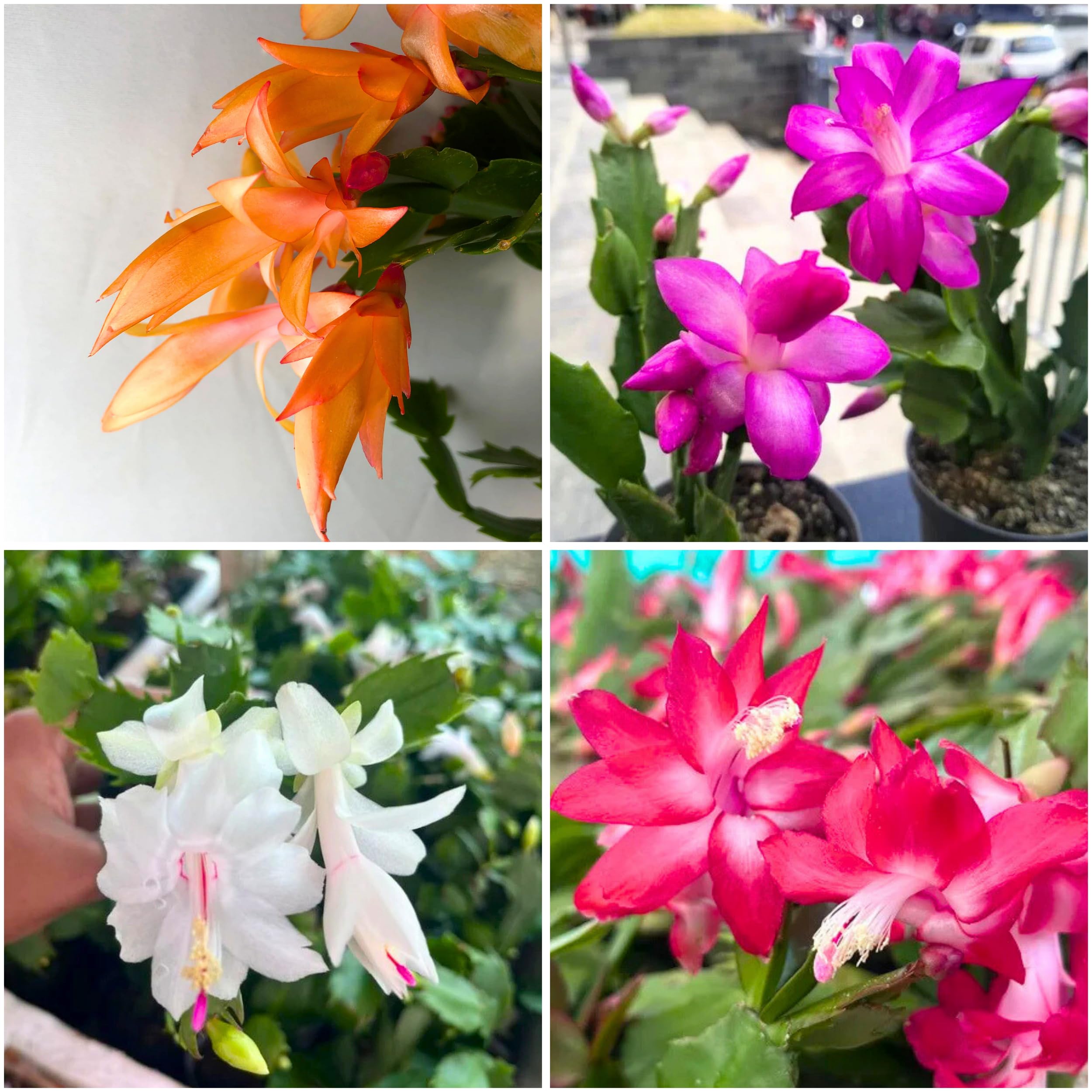 Christmas Cactus Live Plant,Jaigo flowerplant, Schlumbergera, Multiple Colours pack of 2-picture-15