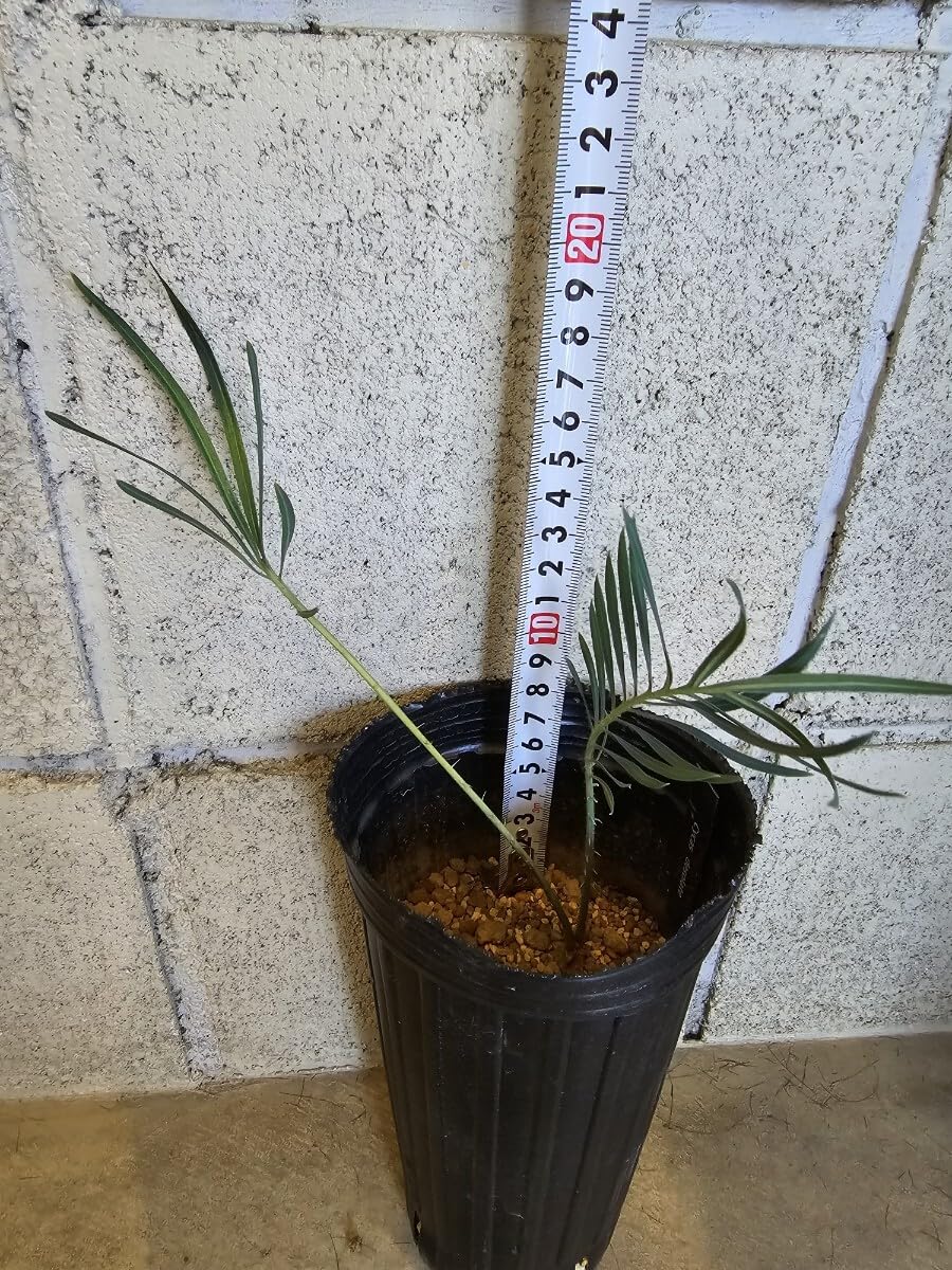 Amazon.co.jp: サイカス デソラータ デソラタ 実生苗Cycas desolata
