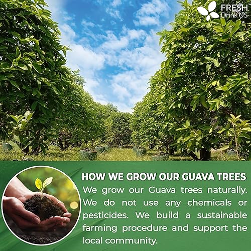 Miniatura 50 de FreshDrinkUS, 210 bolsas de té de cúrcuma de jengibre premium, ingredientes 100% naturales, mezcla hecha a mano de té de hierbas de jengibre