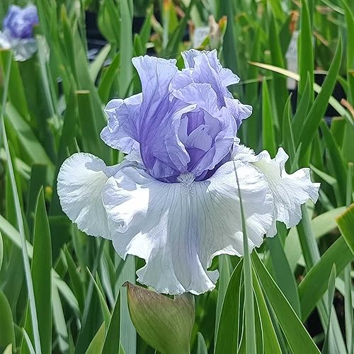 Miniatura 1 de Wintry Sky - Iris barbudo alemán, maceta de cuarto de galón, flores altas y fragantes con volantes azul-blanco, sin OMG, zonas 3-11, Stargazer