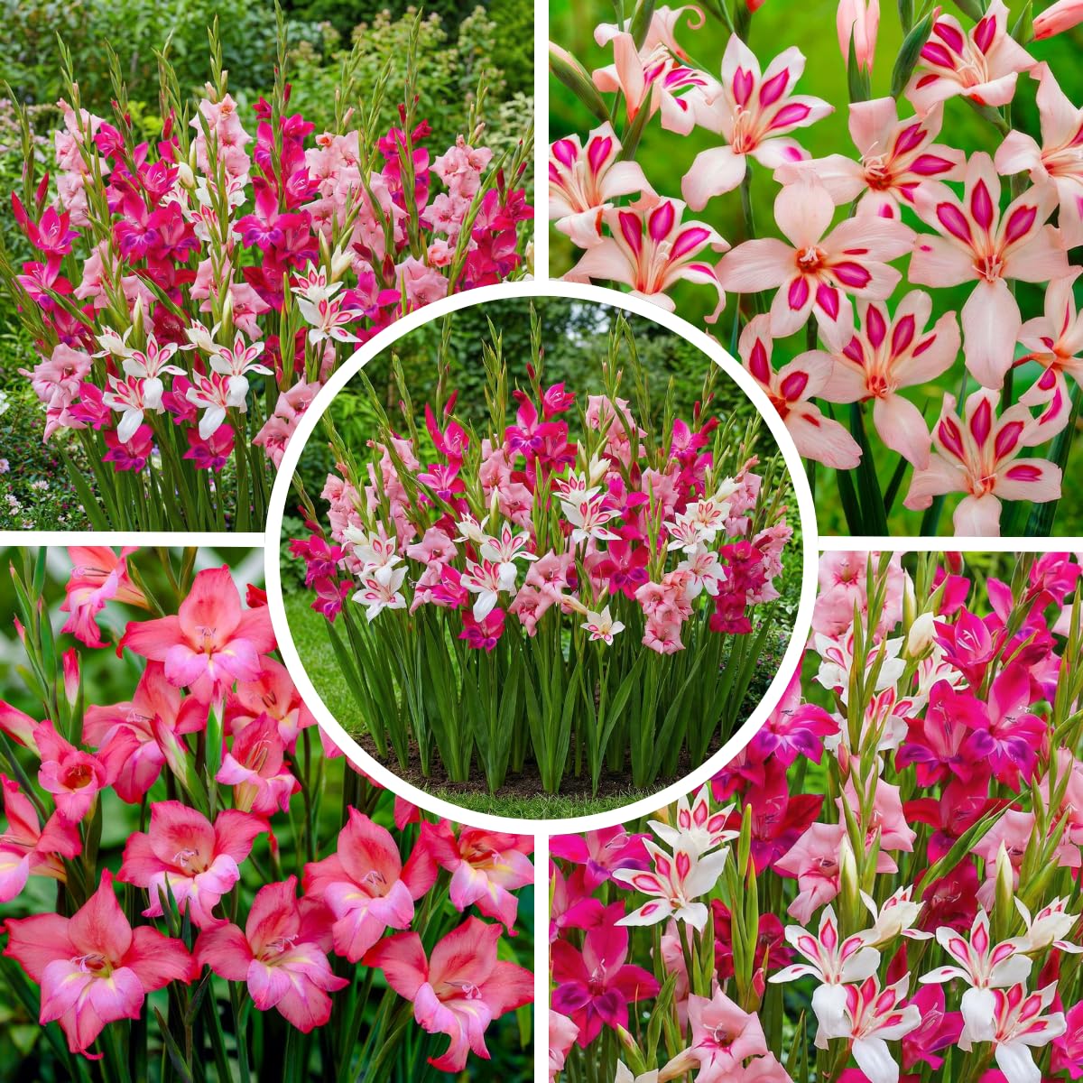 Blumenzwiebeln Gladiolen, Liatris, Exklusive Mischung aus Holland, Mehrjährig für Garten
