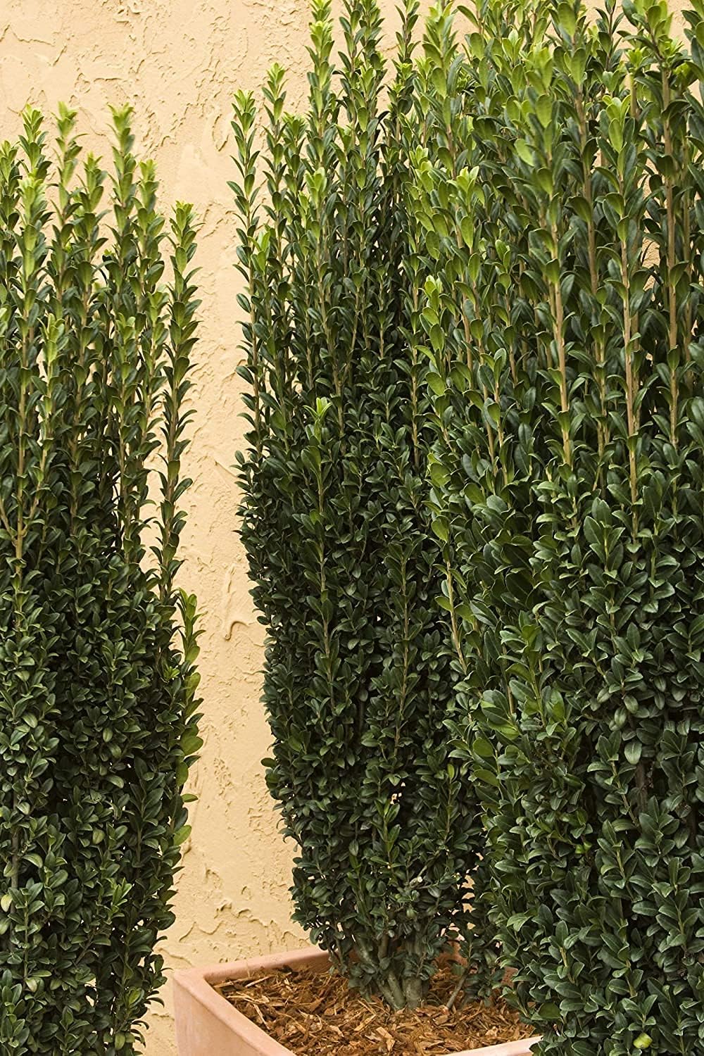 Sky Pencil Japanese Holly - 3 Live Gallon Size Plants - Ilex Crenata - Low Maintenance Formal Evergreen Hedge