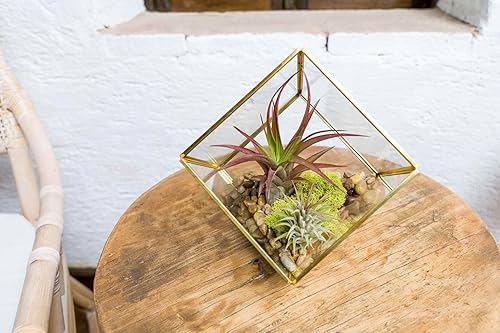 Miniatura 5 de Heptaedron - Kit de terrario geométrico de vidrio con abdita e ionantha rojas, soporte para plantas de aire Tillandsia, planta de interior y