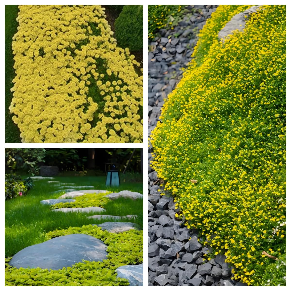 20000+ Stck Gelb Kriechender Thymian, Bodendecker Winterhart Mehrjhrig :  Amazon.de: Garten