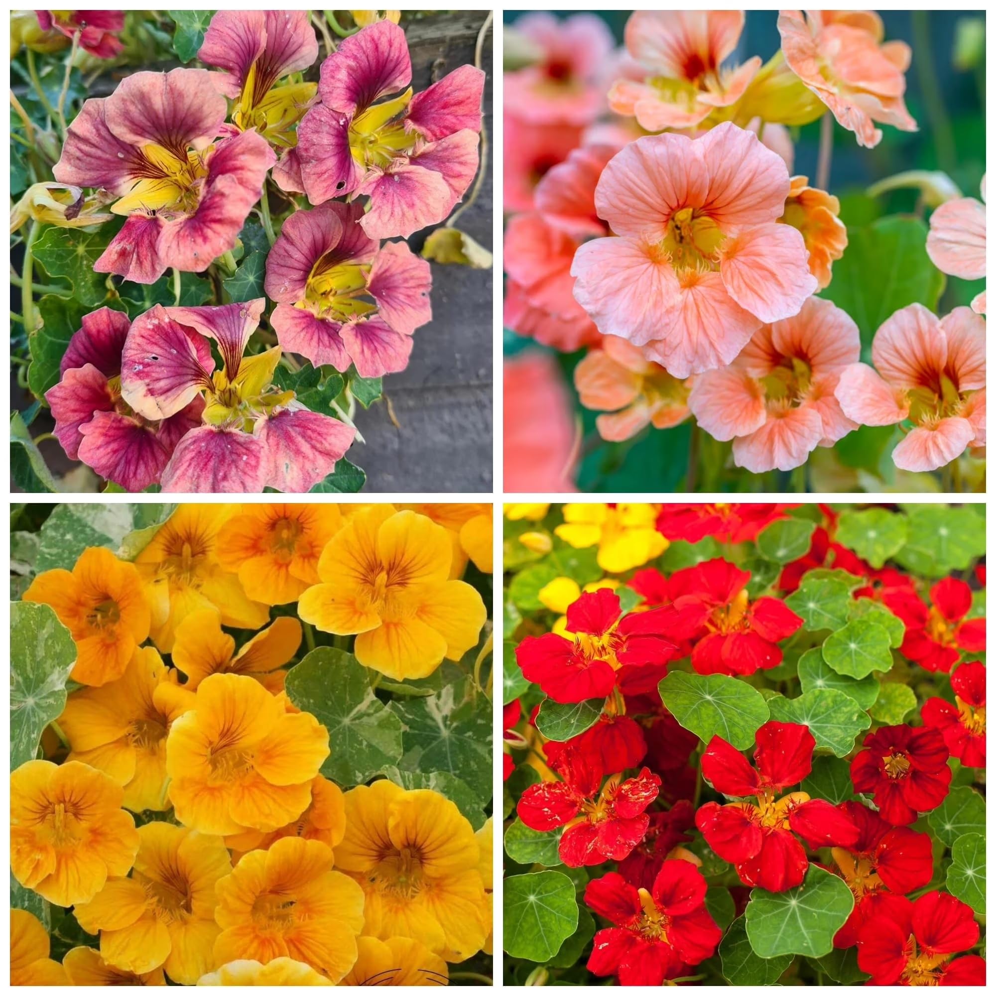 Rare Nasturtium Seeds for Planting - 150+ Mixed Nasturtium Seeds (Tropaeolum majus) Non-GMO, Attracts Pollinators