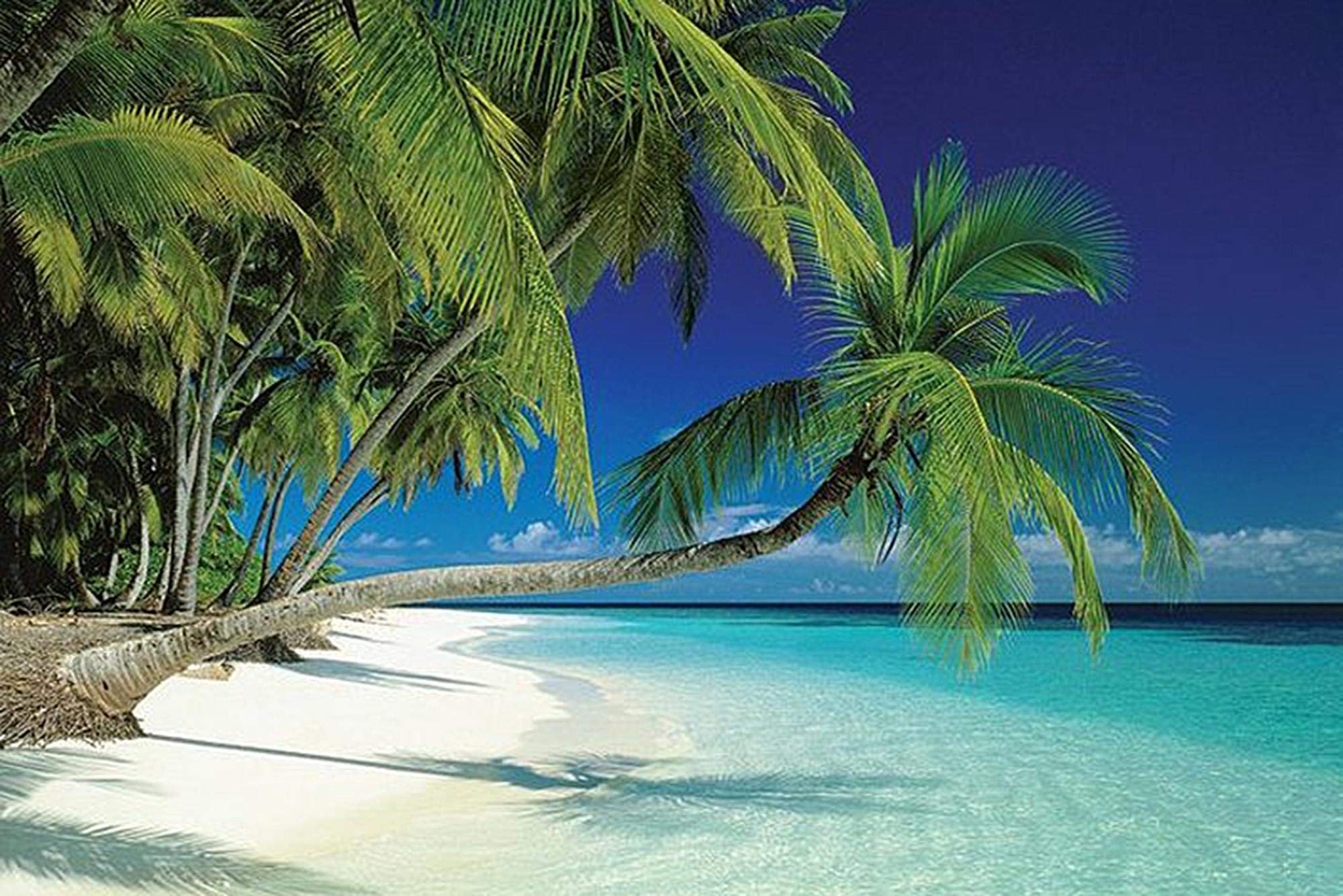 Amazon.co.jp: モルディブビーチand Sea Palm Trees on a tropical 