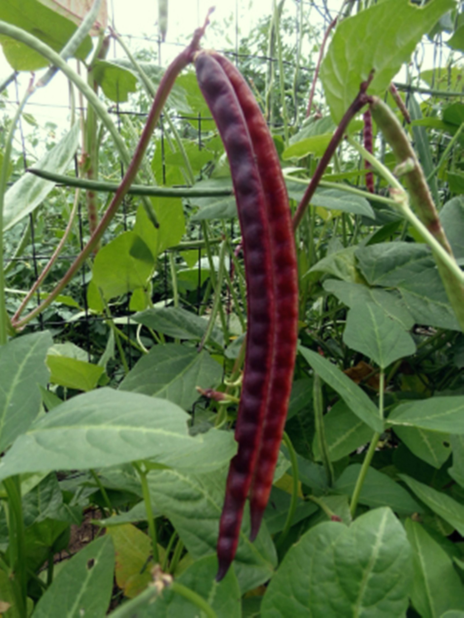 Seedstores : Cow Pea Maroon Bush Lalima plant 25 Seeds for Kitchen Terrace Balcony Gardening Best for Pot/Grow Bag culture (B00PSLYY62) Amazon Price History, Amazon Price Tracker