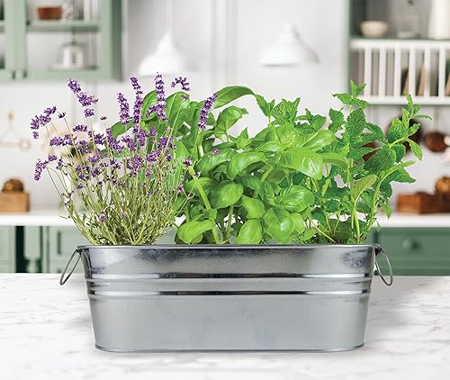 Miniatura 10 de BUZZY Kit de maceta de cultivo para alféizar de ventana de hierbas navideñas, semillas de romero y salvia, los mejores regalos de jardinería,